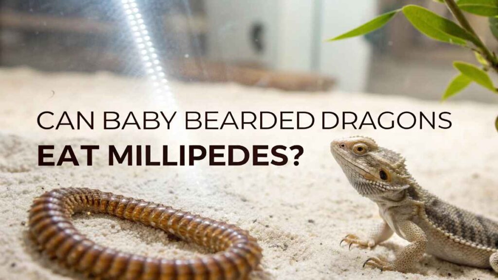 Can Baby Bearded Dragons Eat Millipedes?
