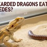Can Bearded Dragons Eat Millipedes