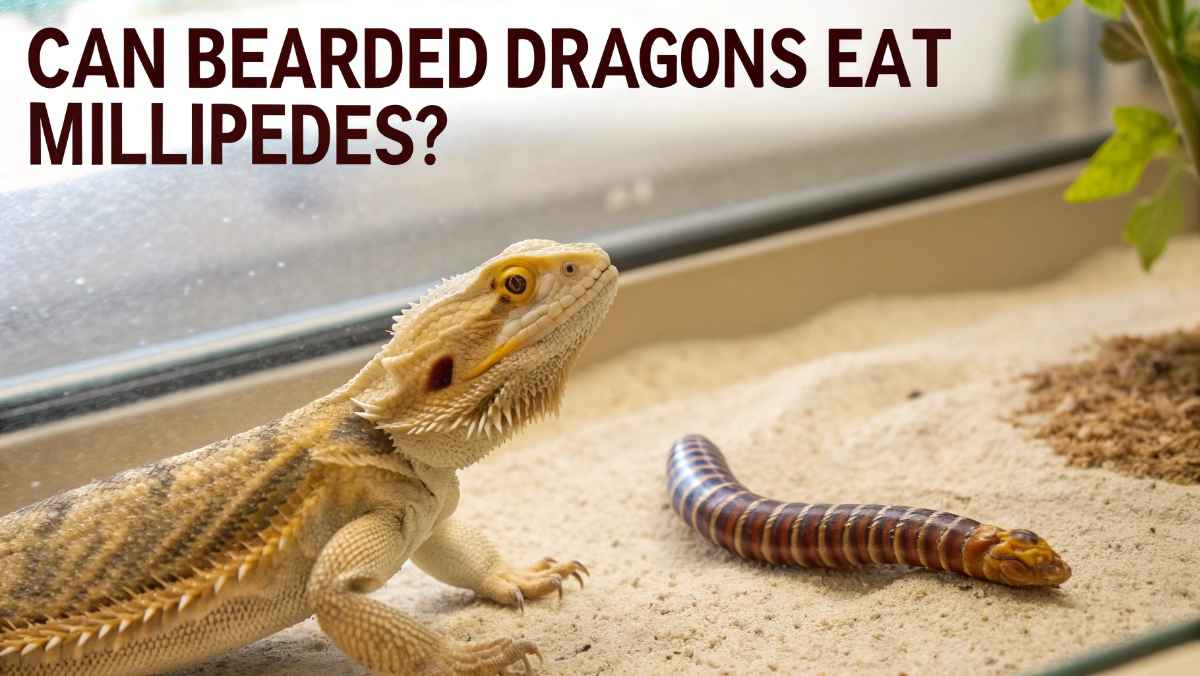 Can Bearded Dragons Eat Millipedes