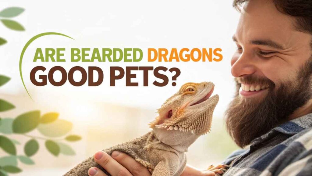 Are Bearded Dragons Good Pets?