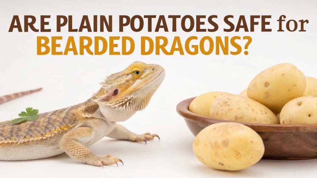 Are Plain Potatoes Safe for Bearded Dragons