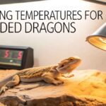 Basking Temperatures For Bearded Dragons