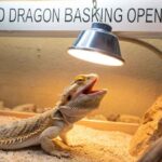 Bearded Dragon Basking Open Mouth