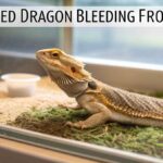 Bearded Dragon Bleeding From Anus