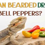 Can Bearded Dragons Eat Bell Peppers