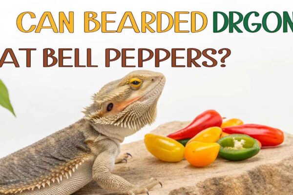 Can Bearded Dragons Eat Bell Peppers
