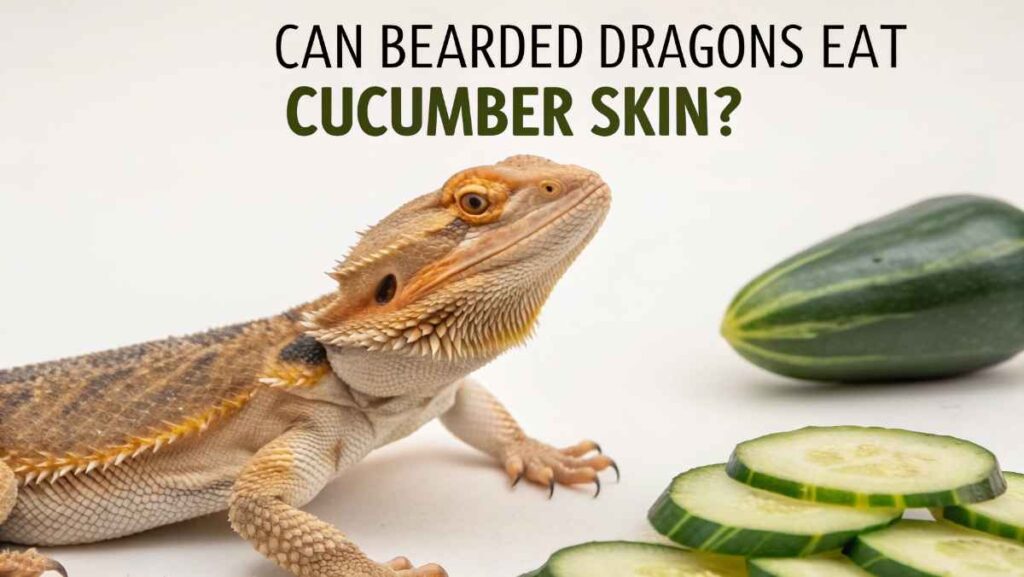 Can Bearded Dragons Eat Cucumber Skin?