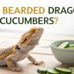 Can Bearded Dragons Eat Cucumbers
