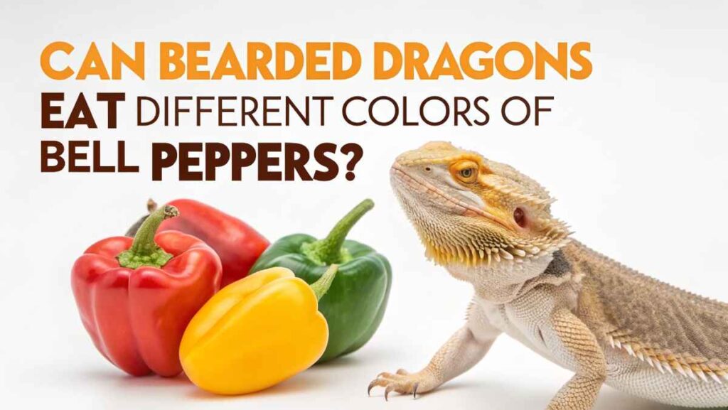 Can Bearded Dragons Eat Different Colors of Bell Peppers?