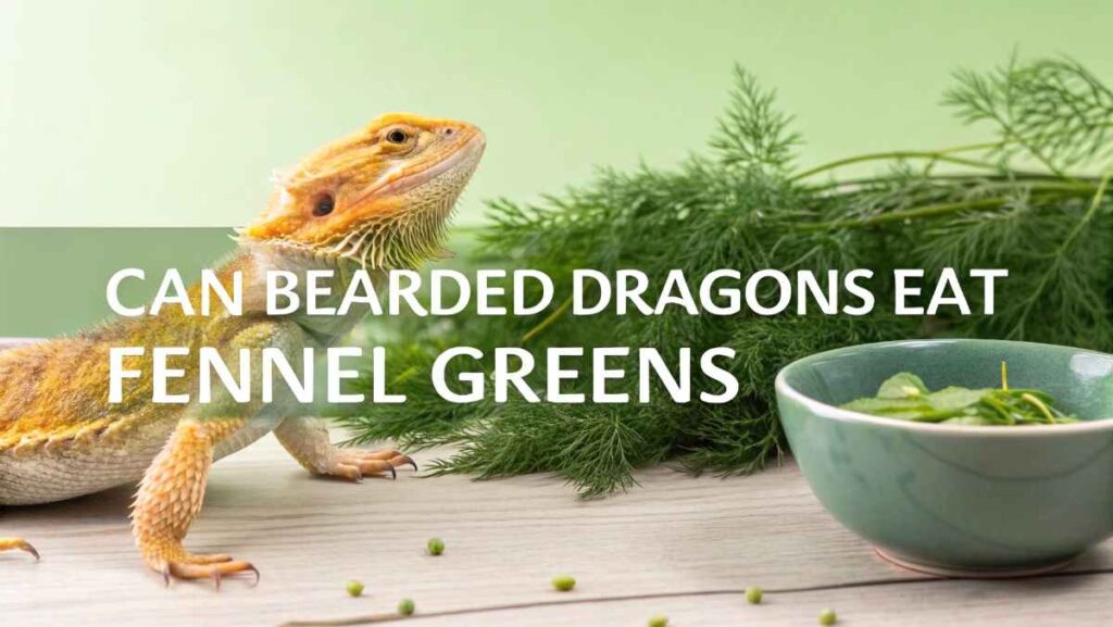 Can Bearded Dragons Eat Fennel Greens
