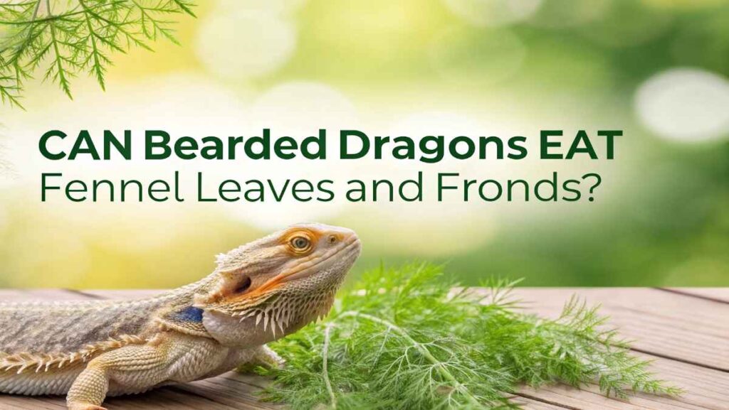 Can Bearded Dragons Eat Fennel Leaves and Fronds?