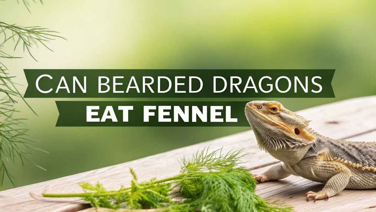 Can Bearded Dragons Eat Fennel