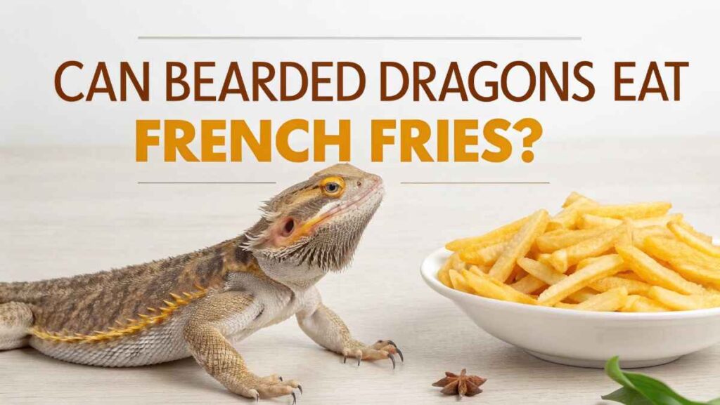 Can Bearded Dragons Eat French Fries