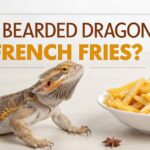 Can Bearded Dragons Eat French Fries