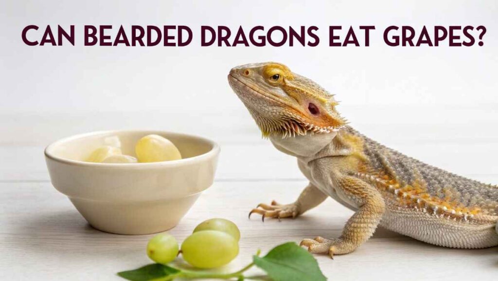 Can Bearded Dragons Eat Grapes