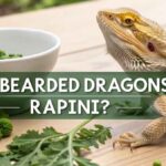 Can Bearded Dragons Eat Rapini