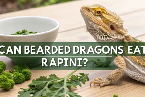 Can Bearded Dragons Eat Rapini