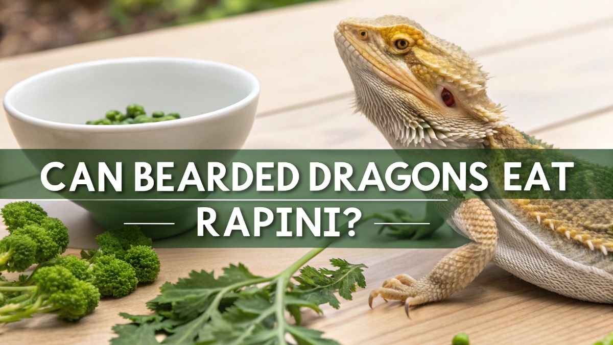 Can Bearded Dragons Eat Rapini
