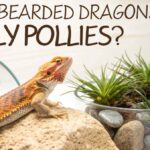 Can Bearded Dragons Eat Rolly Pollies?