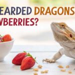 Can Bearded Dragons Eat Strawberries