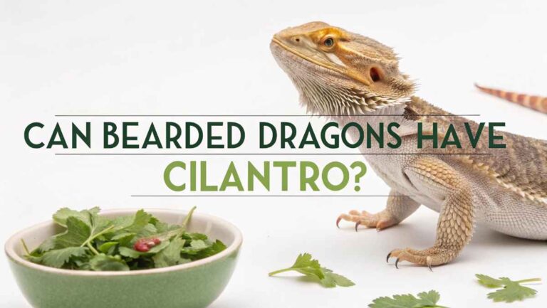 Can Bearded Dragons Have Cilantro