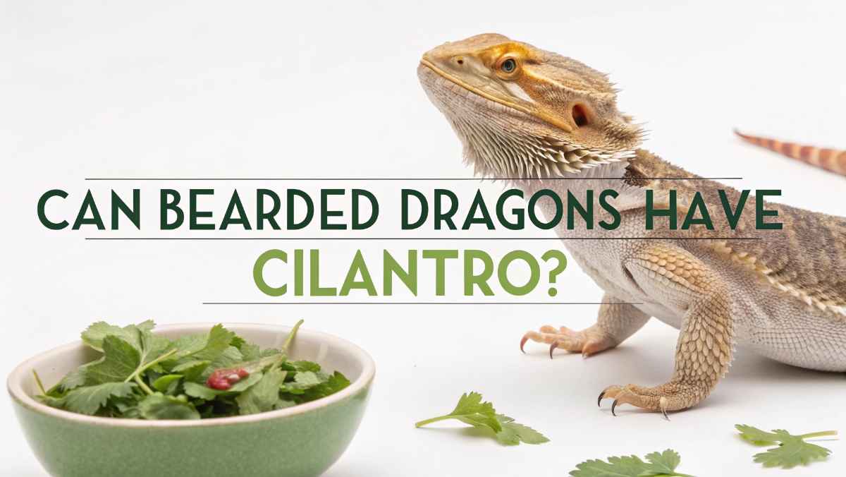 Can Bearded Dragons Have Cilantro