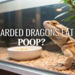 Do Bearded Dragons Eat Their Poop