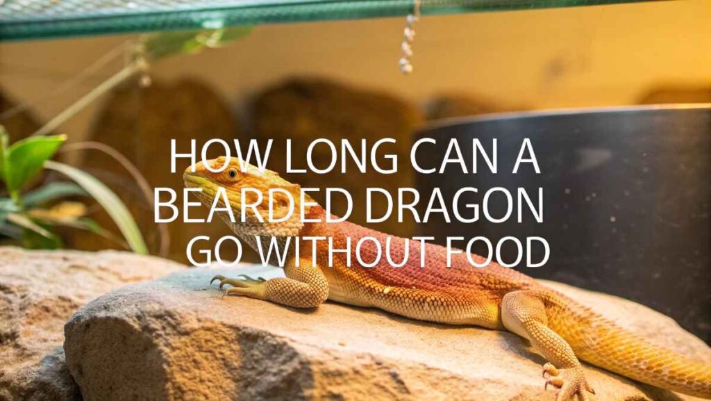 How Long Can A Bearded Dragon Go Without Food