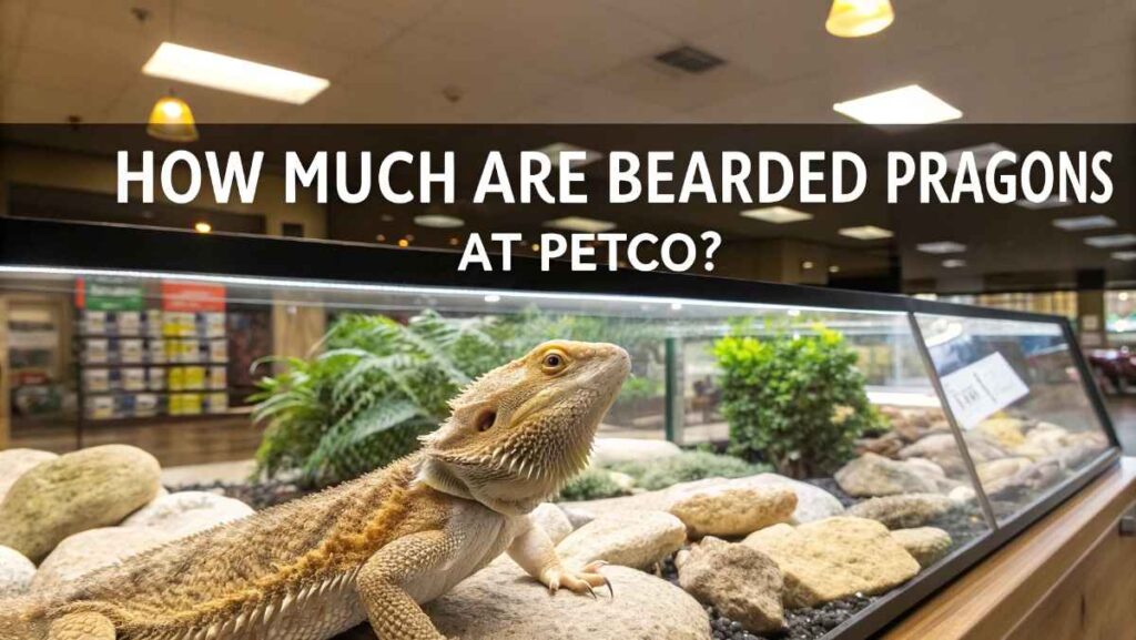 How Much Are Bearded Dragons at Petco?