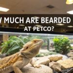 How Much Are Bearded Dragons at Petco?