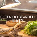 How Often Do Bearded Dragons Eat?