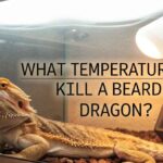 What Temperature Will Kill A Bearded Dragon