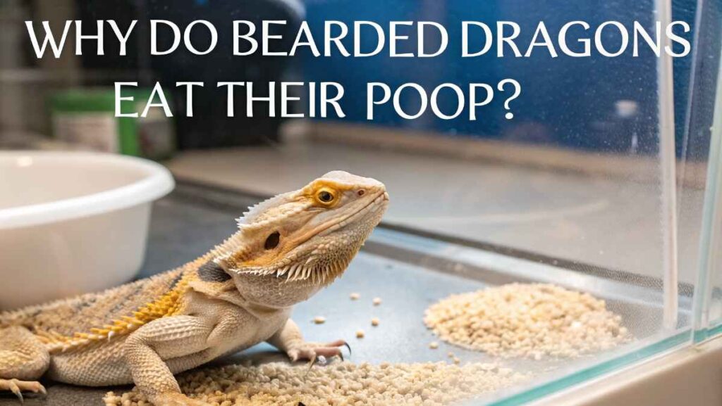 Why Do Bearded Dragons Eat Their Poop?