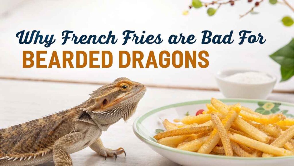 Why French Fries Are Bad for Bearded Dragons