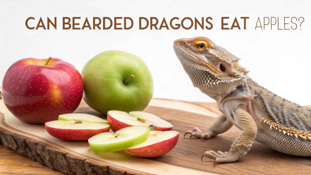 Can Bearded Dragons Eat Apples