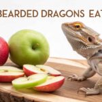 Can Bearded Dragons Eat Apples
