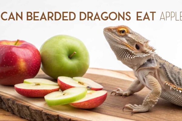 Can Bearded Dragons Eat Apples