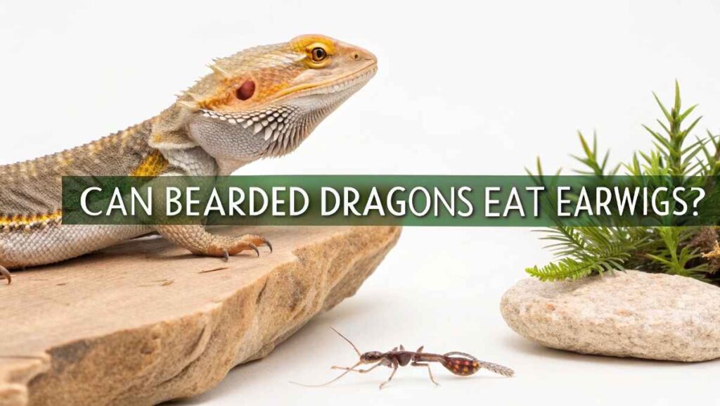 Can Bearded Dragons Eat Earwigs?