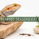 Can Bearded Dragons Eat Earwigs?