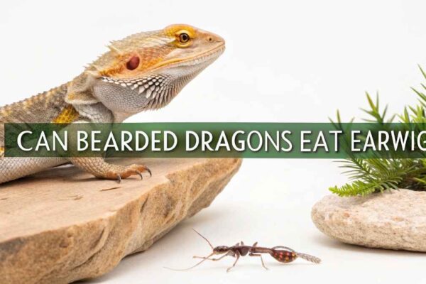 Can Bearded Dragons Eat Earwigs?