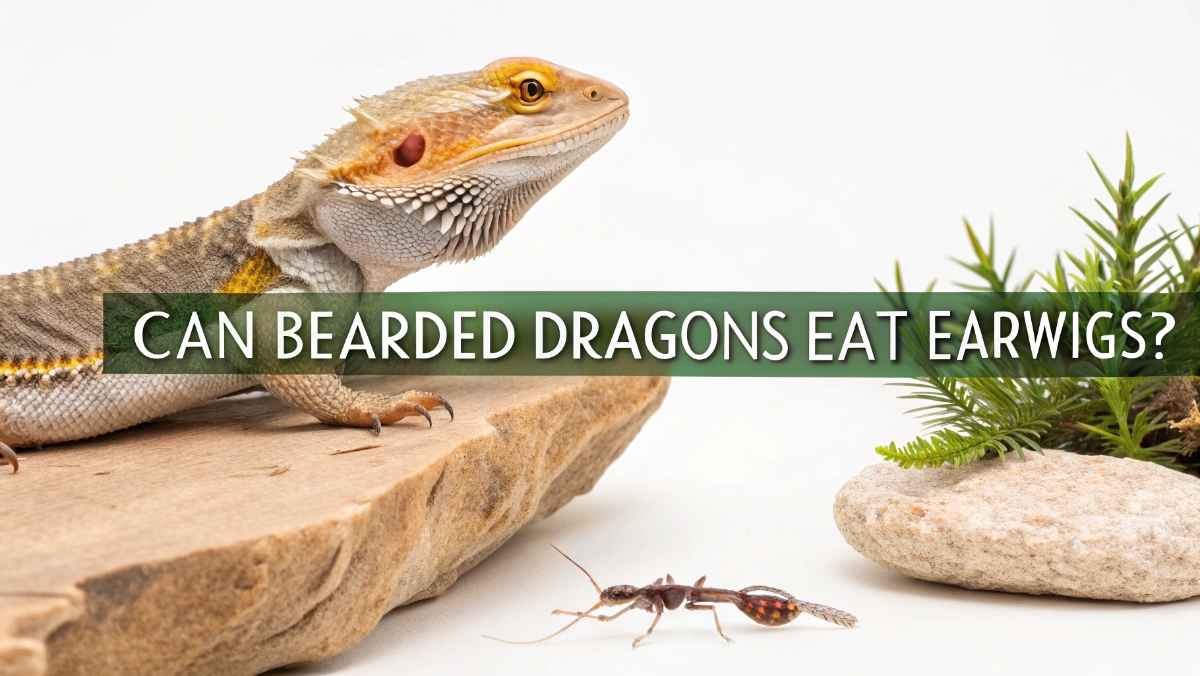 Can Bearded Dragons Eat Earwigs?