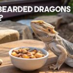 Can Bearded Dragons Eat Nuts