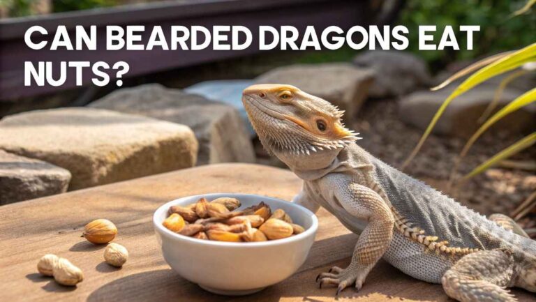 Can Bearded Dragons Eat Nuts: Risks and Safer Fruit Options