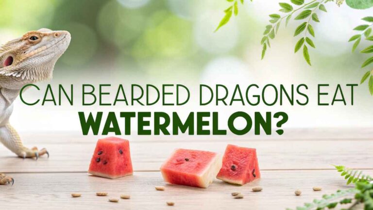 Can Bearded Dragons Eat Watermelon