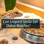 Can Leopard Gecko Eat Dubia Roaches