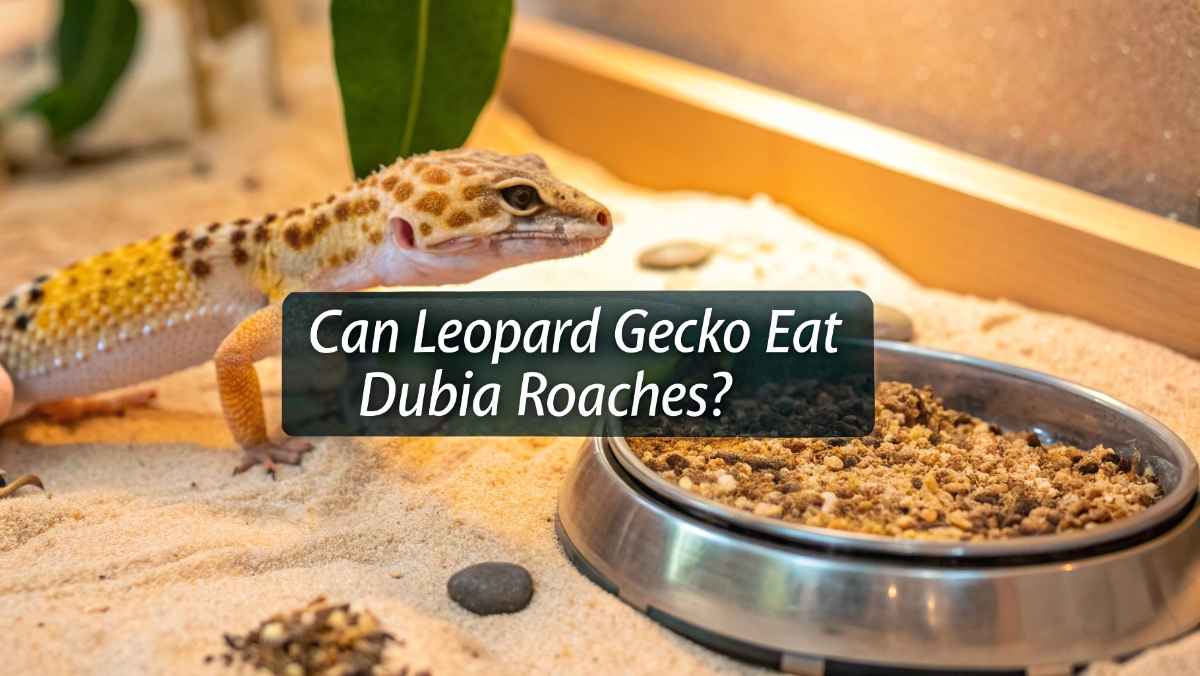 Can Leopard Gecko Eat Dubia Roaches