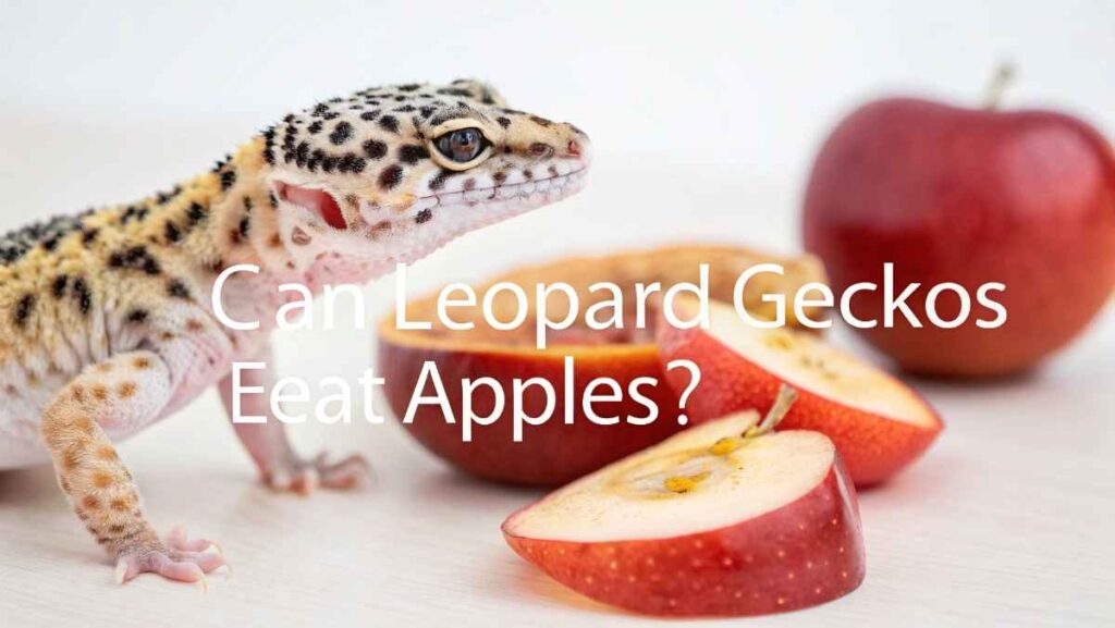 Can Leopard Geckos Eat Apples