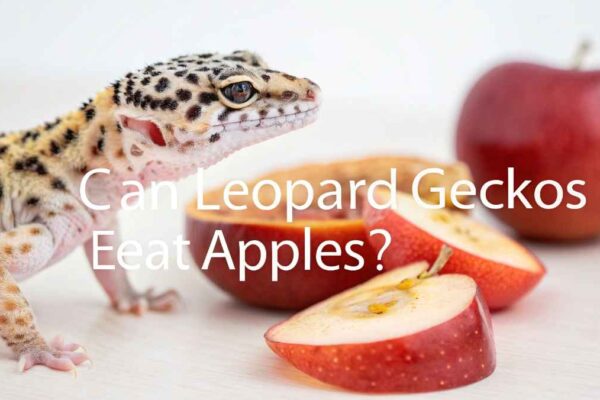 Can Leopard Geckos Eat Apples