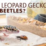Can Leopard Geckos Eat Beetles