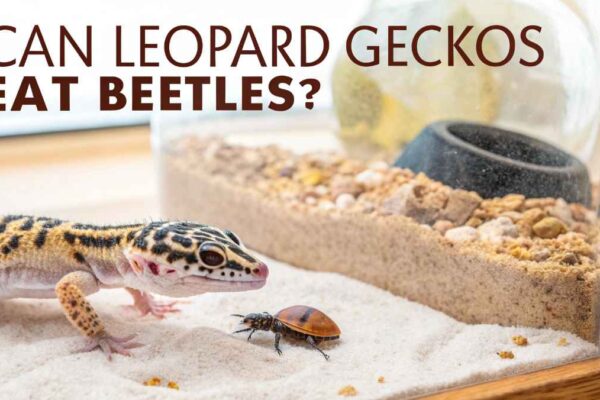 Can Leopard Geckos Eat Beetles